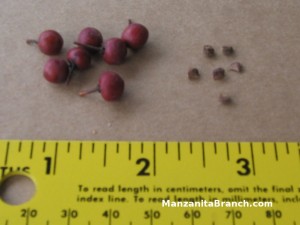 Manzanita Seeds