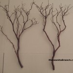 36 Manzanita Branches Thin
